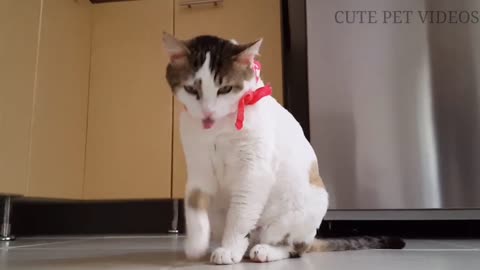 Pets cute video || funny pets video || funny cat video