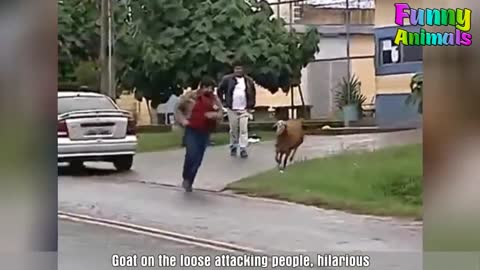 Funny Goats Attacking People - Funny Animals Video