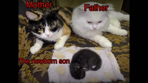Cute cats family