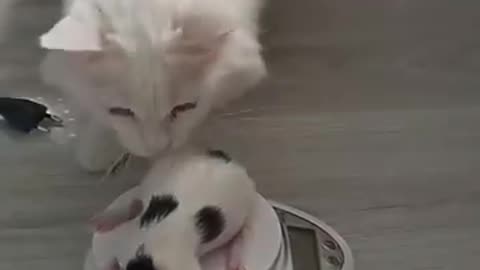 Mom cat carries her kitten back