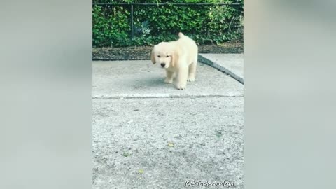 Golden retrievers puppy videos