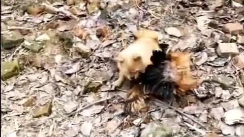 Dog vs chickens fight