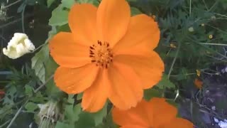 Very pretty orange Cosmos flower [Nature & Animals]