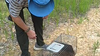 Groundhog Day to go home Woodchuck/Groundhog release with Harmony working the camera