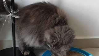 Cute Cat Playing: I am Fat but I am Fast
