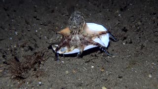 Octopus Uses a Shell for Shelter