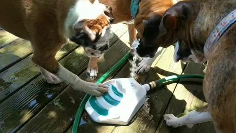 Boxer dogs playing in water fountain