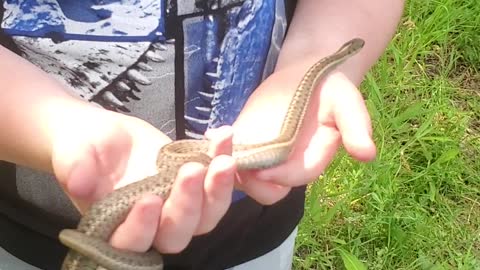 Really Calm And Curious Snake