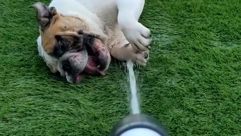 BULLDOG DOG WITH THE WATER HOSE