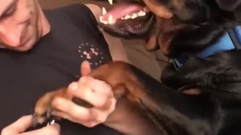 Funny dog gets angry while getting his nails clipped