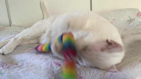 Confused Cat Gets Rainbow Toy Stolen Out From Under Him