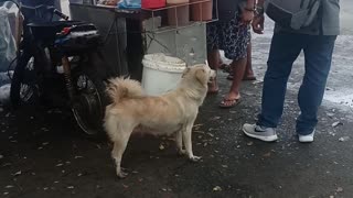 Smart Stray Finds Good Food