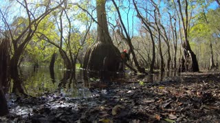 Old Cypress Tree on The Withlacoochee River