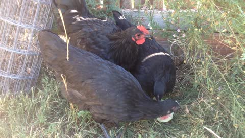 Rare Black Java chickens enjoying some watermelon!