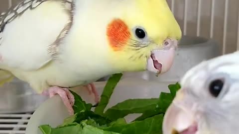 Cocktail birds eat vegetable leaves