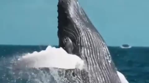 -- Blue whale jumping out of water real video __ OMG -- Sound of blue whale is so scary