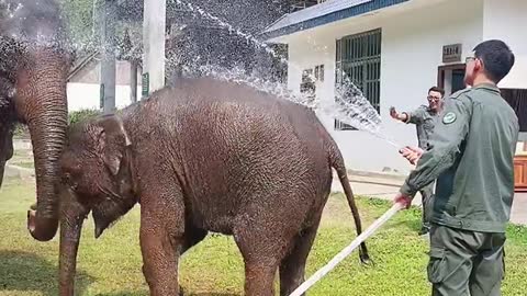 The elephant comfortably enjoys the shower