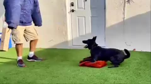The powerfull dog training video