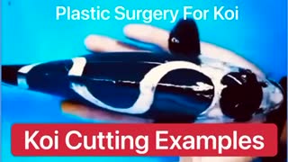 🎏Koi Cutting 😲Fish Plastic Surgery 😧Slicing the Scales 😱😵😮