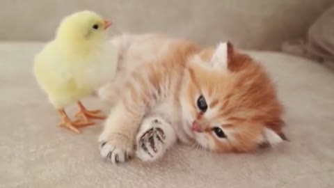 Small cat sleeping with her new friend