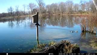 Hickory Creek - Wood Duck couple