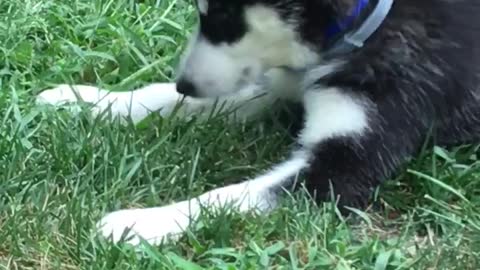 Cutest thing ever — baby Husky playing with a bug