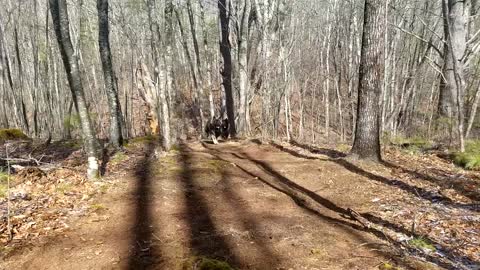 Dogs Run Through Woods
