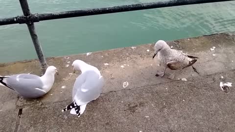 Dumb seagulls