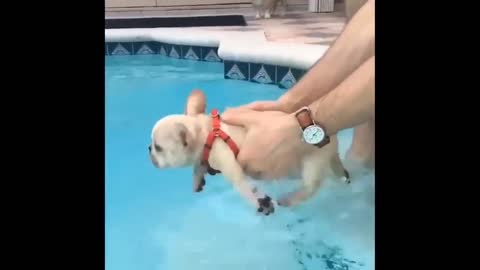 little dog is taught to swim