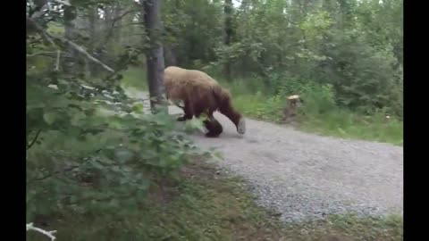 Hikers Have A Very Close Call With Bears On Hiking Trail