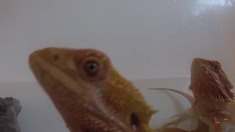 Bearded Dragon Attacks GoPro Camera in Bath!
