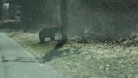 Mumma bear struggles to get her cute babies across the road