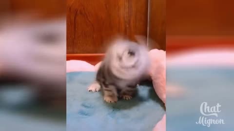 a baby cat sneezes and rolls its ear
