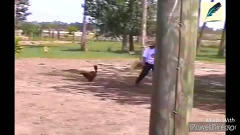 Funny chickens and roosters Chasing kids and adults 😂