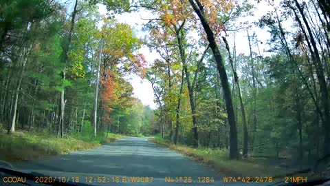 Hawk Crossing that Startled the Driver