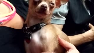 chihuahua hiccups