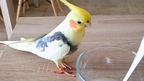 Bird Imitates Sounds Of Stirring Spoon