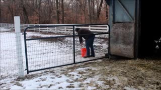 Feeding Time on The Farm