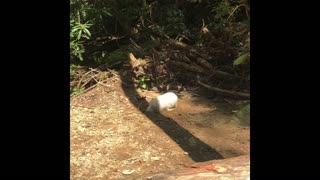 Shitzu Maltese plays in mud