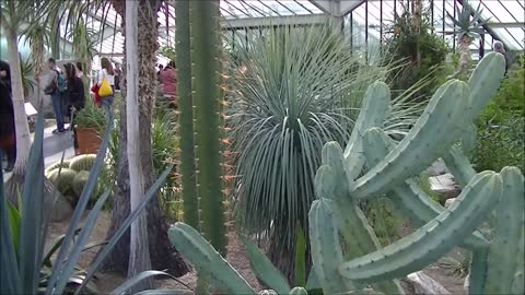 Amazing Big Cactuses at Kew Gardens, London. Wonderful experience!