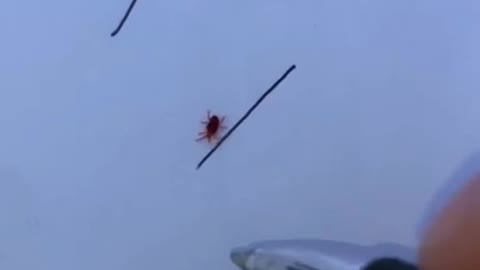Clovermite vs Pen (Unbelievable footage)
