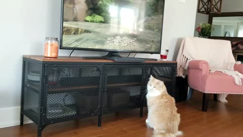 Cats Watching Birds on TV. impressive