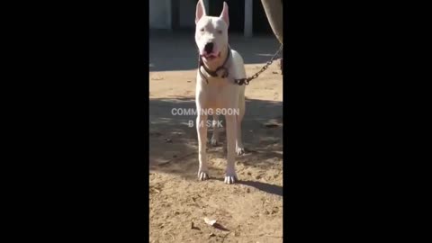 COMMING SOON BAKRA MANDI SHAPAK dog amazing