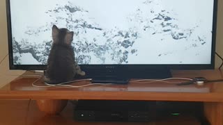 Kitten Can't Get Enough Of The Winter Olympics