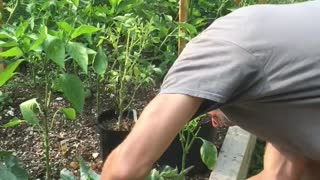 How to Harvest Cauliflower Quick Video