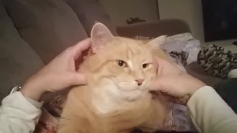 Gary the Cat - Face Massage_batch