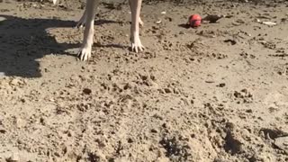 White dog shaking off water in slow mo