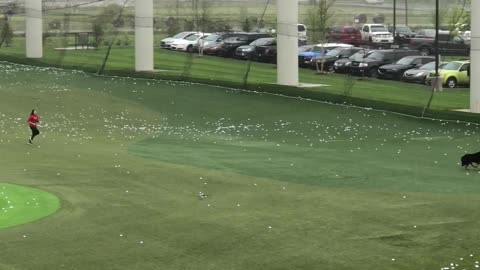 Loose Dog On Driving Range Shuts Down Topgolf