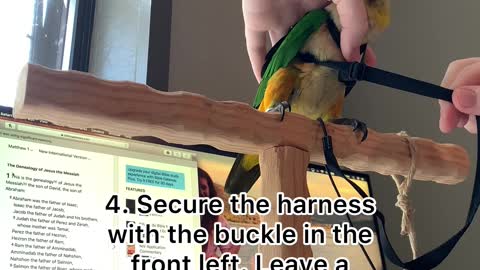 How to place your bird's harness on them
