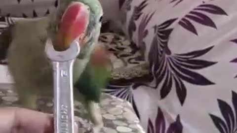 Cute parrot get fun